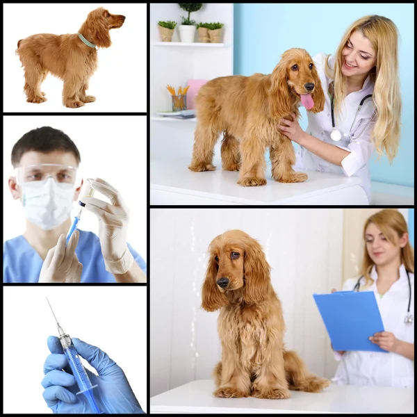 Vacunación y tratamiento de animales, collage — Foto de Stock