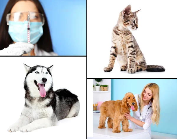 Vaccination och behandling av djur, collage — Stockfoto