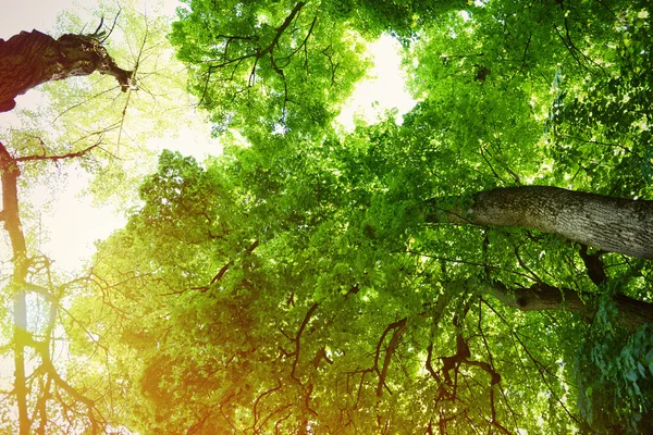 Groene bladeren met zonnestralen — Stockfoto