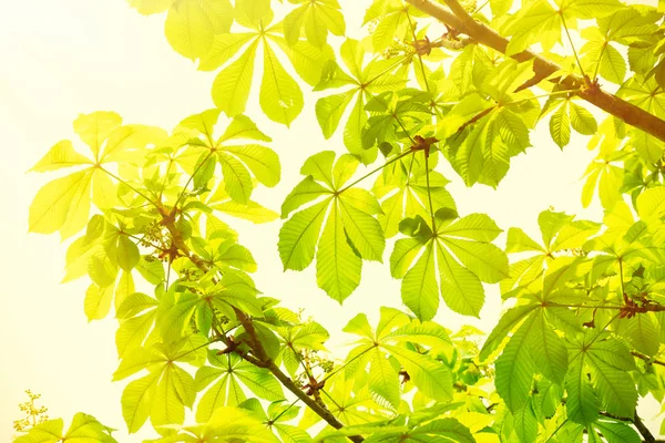 Hojas verdes con rayos de sol — Foto de Stock