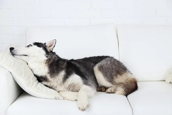 Hermoso lindo husky acostado en el sofá en la habitación blanca —  Fotos de Stock