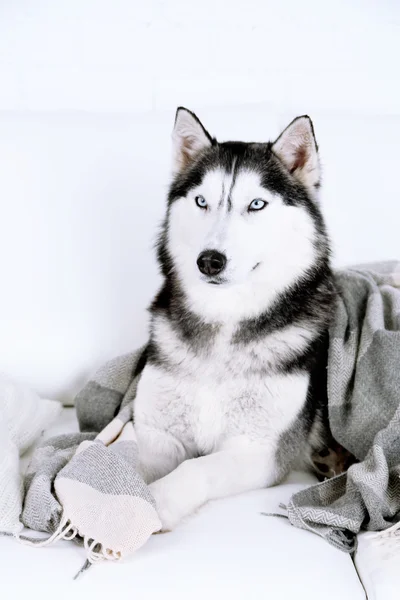 Hermoso lindo husky tumbado en el sofá con cuadros en habitación blanca —  Fotos de Stock