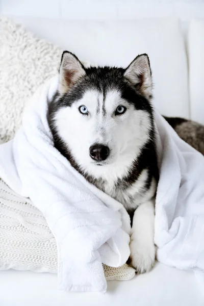 Vackra söta husky med handduk liggande på soffan i vita rummet — Stockfoto