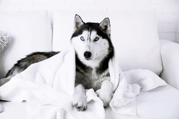 Hermoso husky lindo con toalla tumbado en el sofá en la habitación blanca —  Fotos de Stock