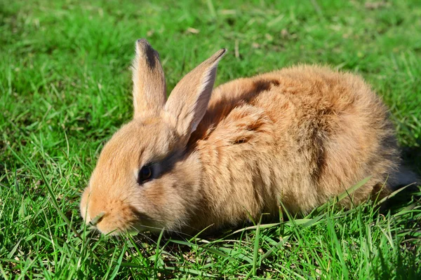 Kleines Kaninchen im Gras in Großaufnahme — Stockfoto