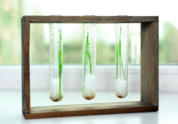 Sprouted grains in glass test tubes