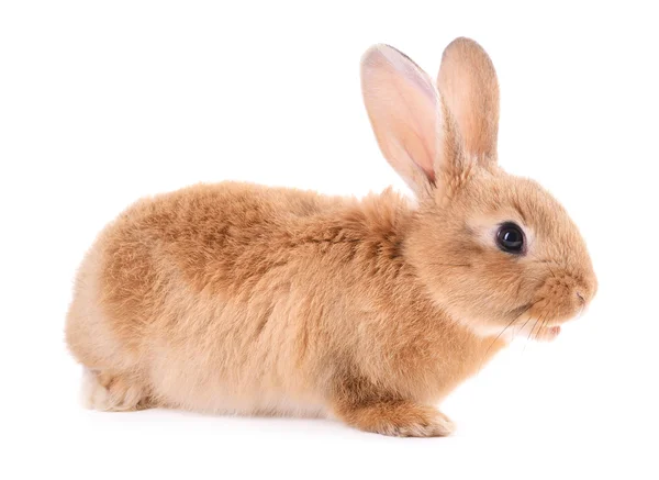 Kleine konijn geïsoleerd op wit — Stockfoto