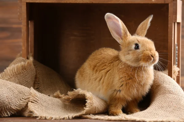 Pequeno coelho no fundo de madeira — Fotografia de Stock