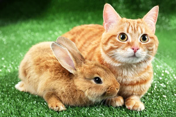 Red cat and rabbit on green grass background — Stock Photo, Image
