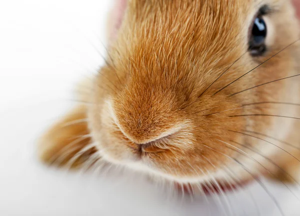 Portrait de lapin rouge, gros plan — Photo
