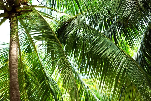 Green leaves of exotic palm trees — Stock Photo, Image