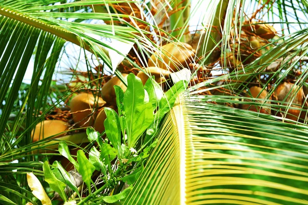 Zöld levelei egzotikus pálmafa — Stock Fotó