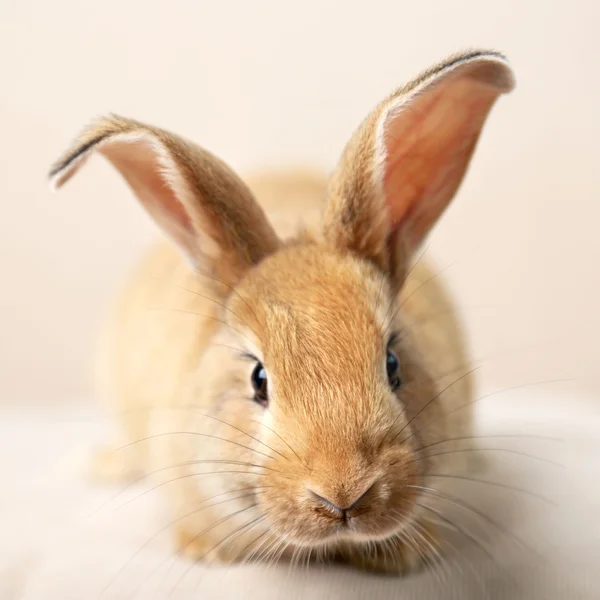 Niedliches Kaninchen auf dem Sofa, Nahaufnahme — Stockfoto