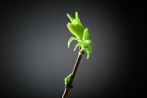 Young foliage on twig, on grey background — Stock Photo, Image