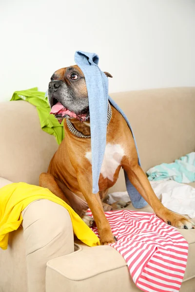 Cão em quarto bagunçado, sentado no sofá, close-up — Fotografia de Stock