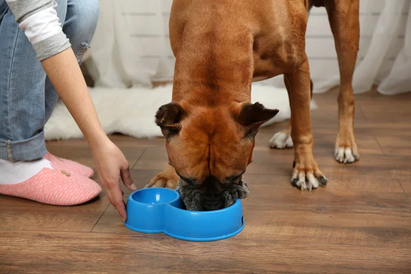 Cane affamato su sfondo interno casa — Foto Stock