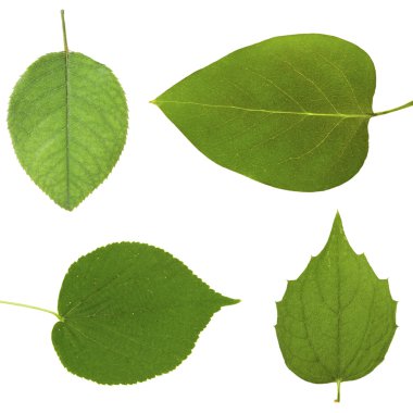 yeşil yapraklar beyaz üzerinde izole