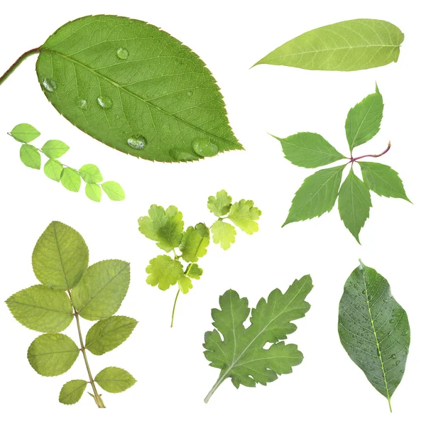 Green leaves collage — Stock Photo, Image