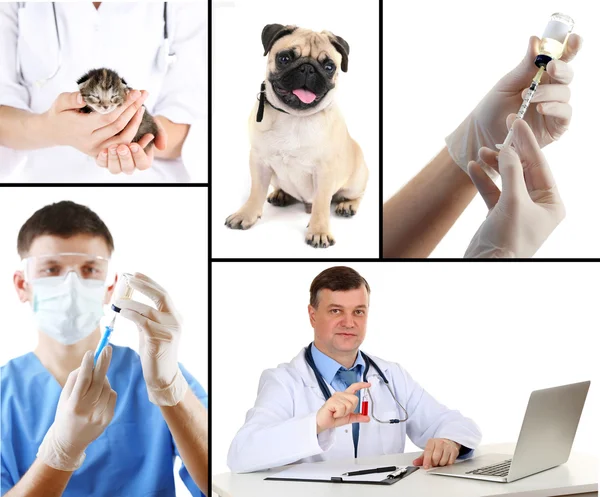 Vaccination och behandling av djur, collage — Stockfoto