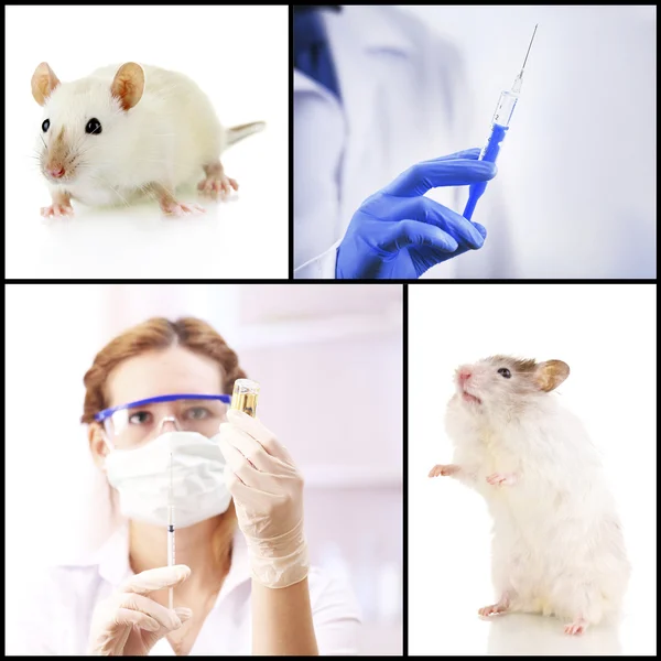 Szczepienia i leczenia zwierząt, kolaż — Zdjęcie stockowe