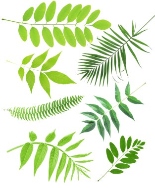 yeşil yaprakları kolaj