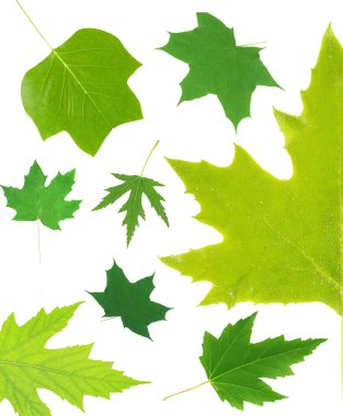 yeşil yaprakları kolaj