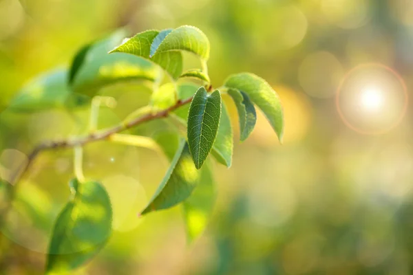 Gröna blad med solstrålarna — Stockfoto
