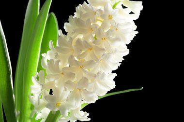 Siyah arka plan üzerine güzel beyaz sümbül