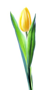 Beyaz izole renkli Lale