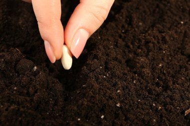 Female hand planting white bean seed in soil, closeup clipart