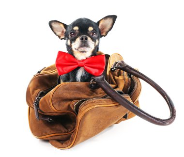 Şirin chihuahua köpek yavrusu üzerinde beyaz izole kahverengi çanta