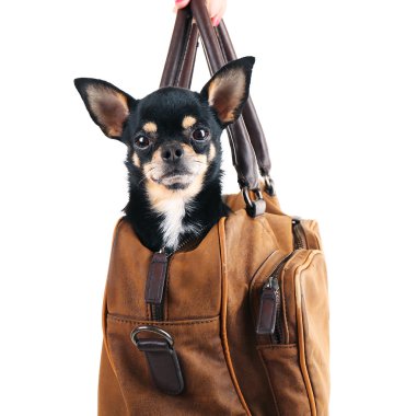 Beyaz izole kahverengi çanta içinde oturan sevimli chihuahua köpek yavrusu
