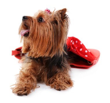 Beyaz izole sevimli Yorkshire terrier köpek