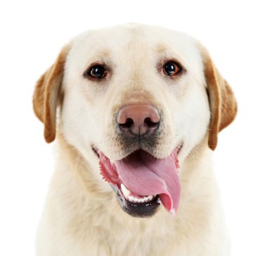 Beyaz arkaplanda izole edilmiş sevimli köpek