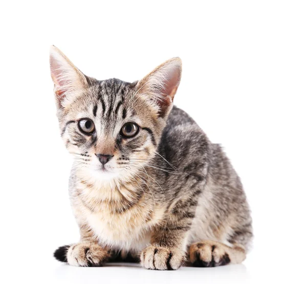 Cute kitten isolated on white — Stock Photo, Image