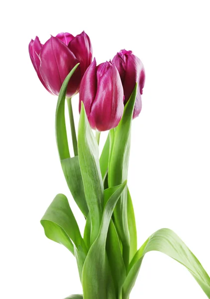 Color tulips isolated on white — Stock Photo, Image