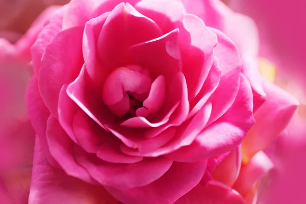 Piękny różowy róż, zbliżenie — Zdjęcie stockowe