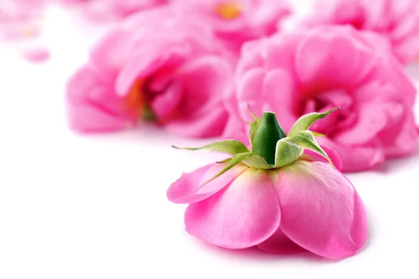 아름 다운 핑크 장미, 근접 촬영 — 스톡 사진