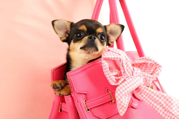 Mulher carregando filhote de cachorro chihuahua bonito em saco rosa, close-up — Fotografia de Stock