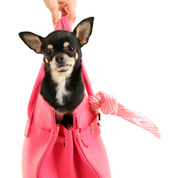 Lindo cachorro chihuahua en bolso femenino rosa aislado en blanco — Foto de Stock