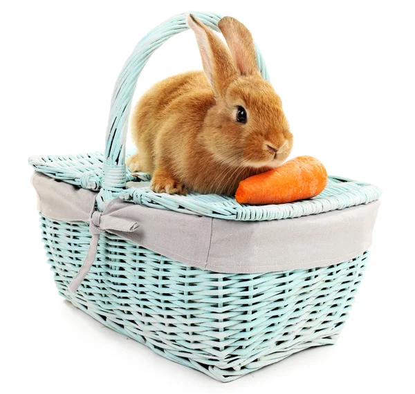 Cute brown rabbit on color wicker basket isolated on white — Stock Photo, Image