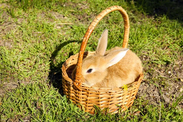 Cute brown rabbit in wicker basket on green grass background — Stock Photo, Image