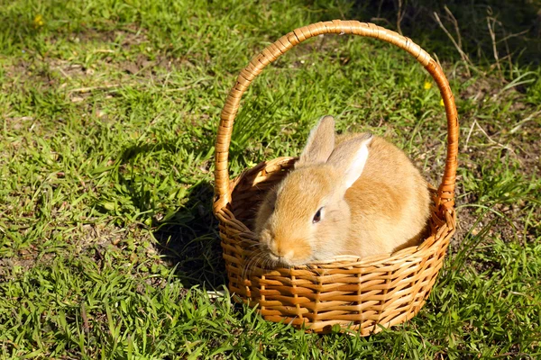 Милый коричневый кролик в плетеной корзине на зеленом фоне травы — стоковое фото