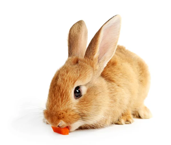 Mignon lapin brun isolé sur blanc — Photo