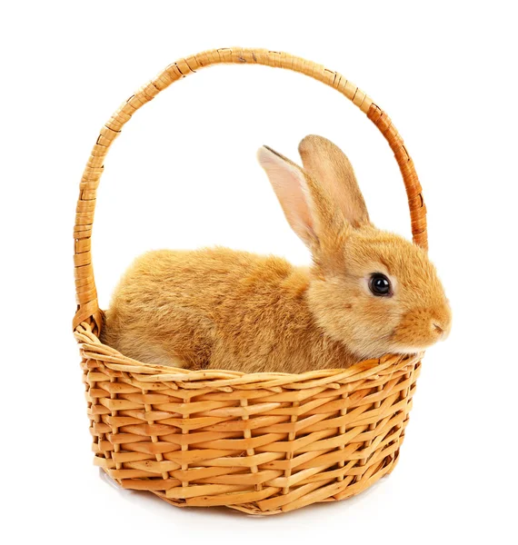 Ładny królik brązowy w wiklinowym koszu na białym tle — Zdjęcie stockowe