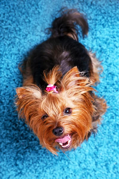 Lindo Yorkshire terrier perro sobre fondo de alfombra azul —  Fotos de Stock