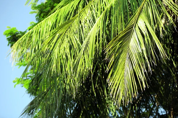 Feuilles de palmier et ciel bleu, en station — Photo