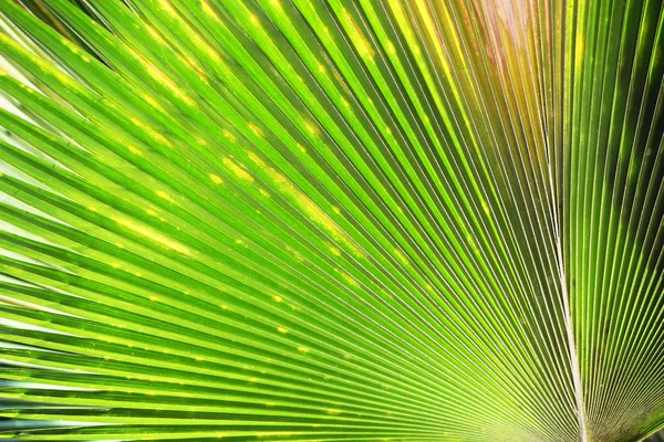 Folha de palma exótica, close-up — Fotografia de Stock