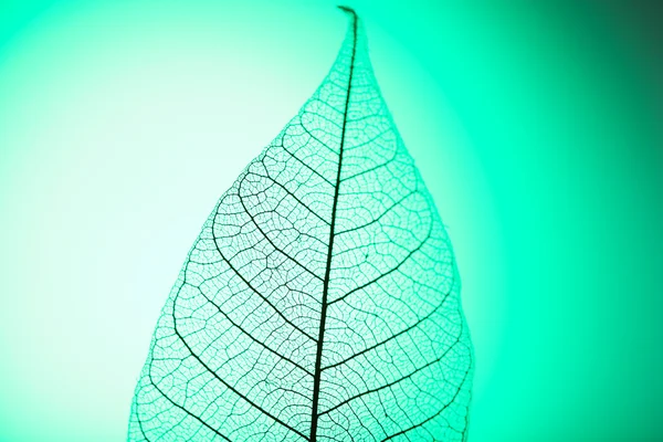 Skeleton leaf op groene achtergrond, close-up — Stockfoto