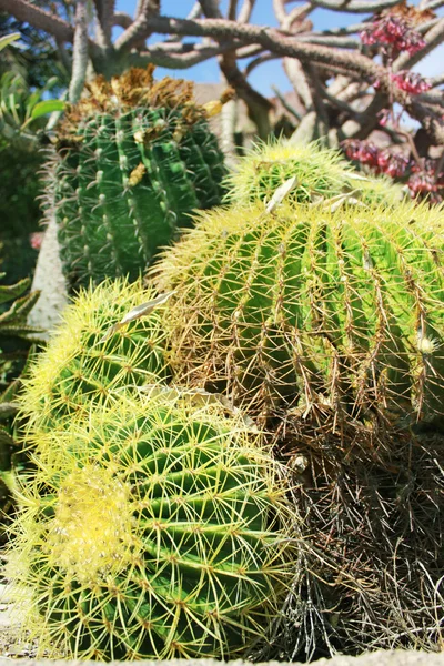 Plantas de cactus en jardín — Foto de Stock